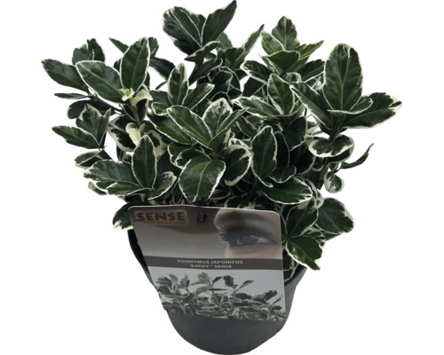 Japanse Kardinaalsmuts in pot