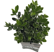 Japanse kardinaalsmuts in pot