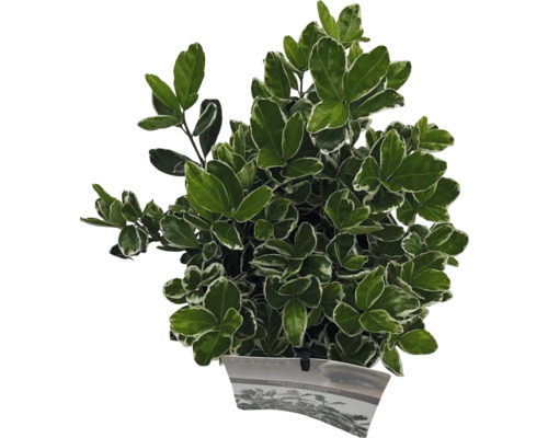 Japanse kardinaalsmuts in pot