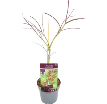 Japanse esdoorn in pot