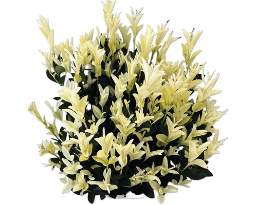 Groenblijvende kardinaalsmuts met lichte bladeren voor de tuin