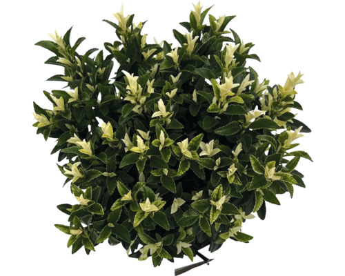 Groenblijvende kardinaalsmuts met bladeren