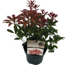 Japanse rotsheide in pot