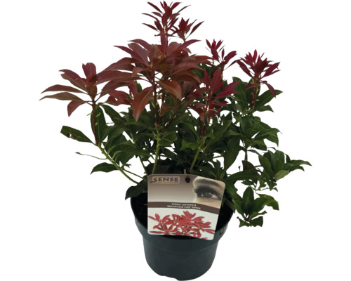 Japanse rotsheide in pot