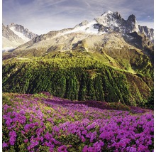 Berglandschap met bloeiende alpenrozen op de voorgrond