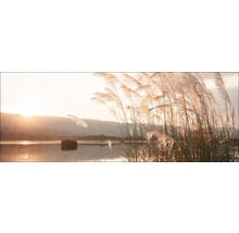 Riet aan de oever van het meer in het ochtendlicht