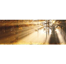 Herfstbos met doorschijnende zonnestralen