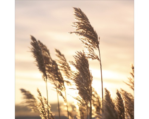 PURE LIVING Schilderij glas Water Grass Sunset 50x50 cm