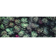 Close-up van diverse vetplanten