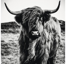 Close-up van een Schotse Hooglander met horens