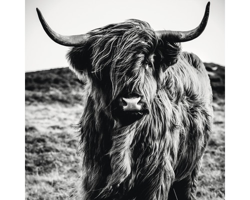 PURE LIVING Schilderij glas Highland Cattle 80x80 cm