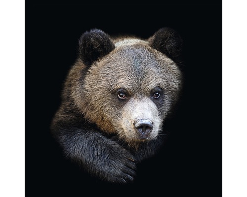 PURE LIVING Schilderij glas Portrait Of A Bear 30x30 cm