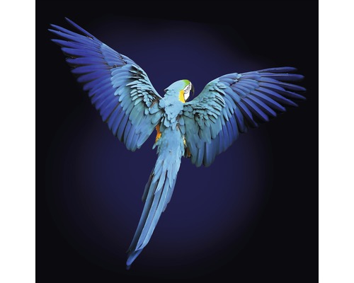 PURE LIVING Schilderij glas Blue Parrot 30x30 cm