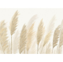 Decoratieve afbeelding van pampasgras