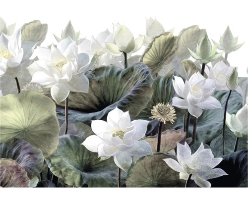 Illustratie van lotusbloemen en -bladeren