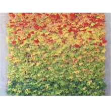 Wandbegroening met klimplanten die in de herfst verkleuren