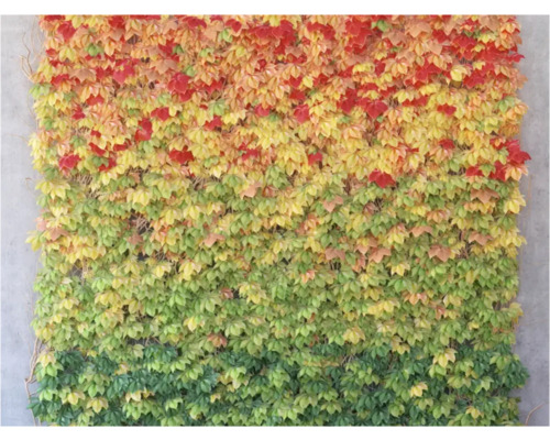 Wandbegroening met klimplanten die in de herfst verkleuren