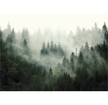 Mistig bos met dicht op elkaar staande naaldbomen