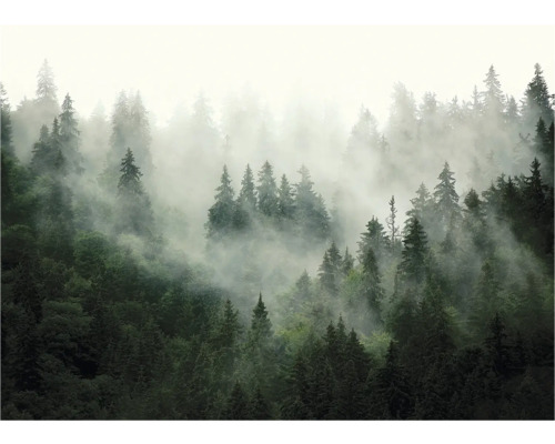 Mistig bos met dicht op elkaar staande naaldbomen