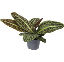 Sierplant in een pot