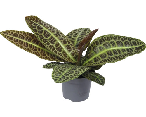 Sierplant in een pot