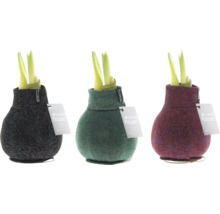 Drie amaryllisplanten in decoratieve textielhoezen met etiket