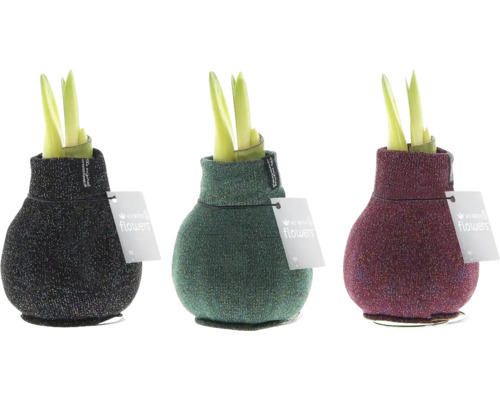 FLORASELF Amaryllis Hippeastrum Shine potmaat Ø 12 cm H 20-30 cm Drie amaryllisplanten in decoratieve textielhoezen met etiket