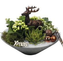 Kerstdecoratie met hertenfiguur, vetplanten, planten en kerstballen in een schaal
