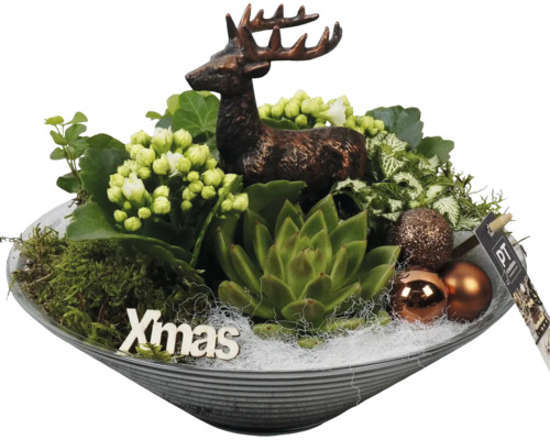Kerstdecoratie met hertenfiguur, vetplanten, planten en kerstballen in een schaal