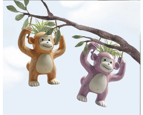 FLORASELF Luchtplant Tillandsia in pot aap Ø 6 cm H 20 cm Twee hangende apen plantenbakken aan een tak