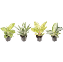 Verschillende Aglaonema kamerplanten in potten