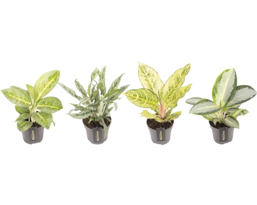 Verschillende Aglaonema kamerplanten in potten