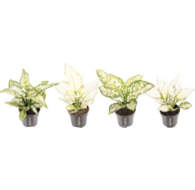 Chinees riet in potten