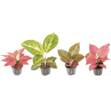 Verschillende Aglaonema planten in pot