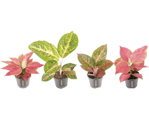 Verschillende Aglaonema planten in pot