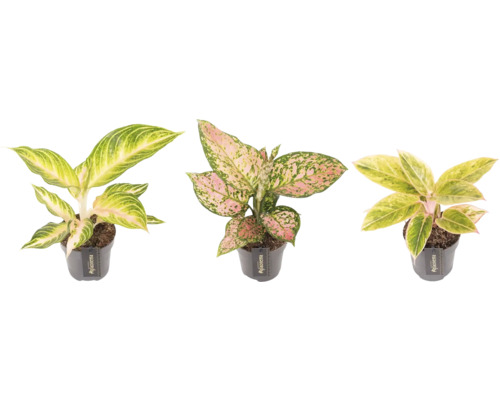 Drie Aglaonema kamerplanten in potten