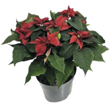 Kerstster in een pot