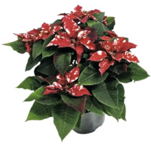 Kerstster met rode en witte bladeren in pot