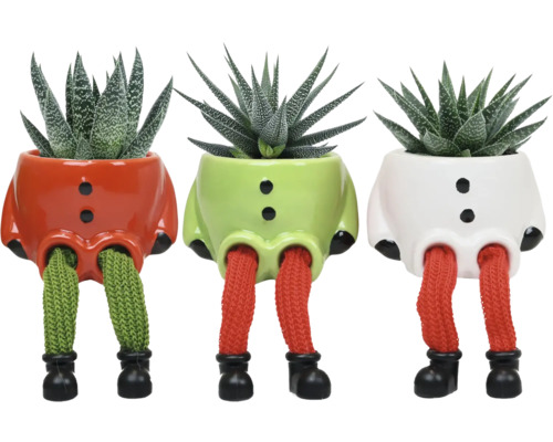 FLORASELF Vetplant Succulent Dangly Legs potmaat Ø 6 cm H 15 cm Drie kamerplanten in decoratieve bloempotten met benen en schoenen