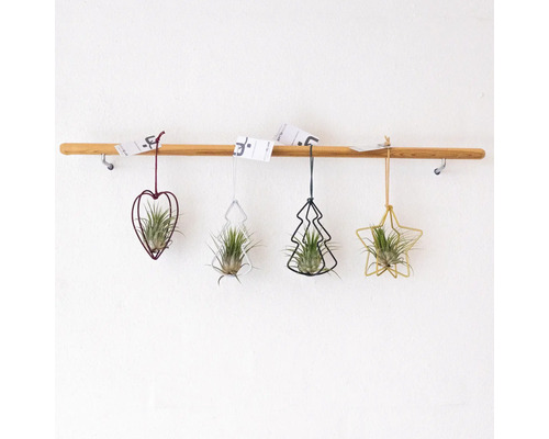 Decoratieve luchtplanten in hart-, boom- en stervorm hangen aan een houten stang.