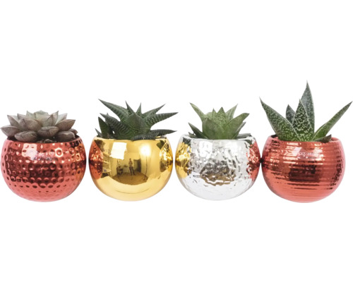 FLORASELF Vetplant in pot Kerst Mix potmaat Ø 6 cm H 15 cm Decoratieve vetplanten in potten