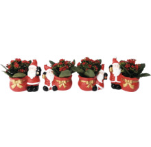 Kerst kalanchoe in Santa pot