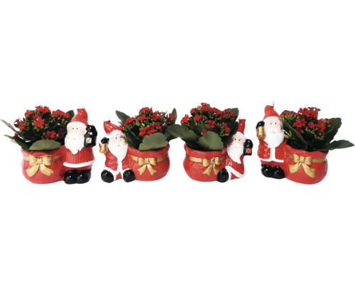 Kerst kalanchoe in Santa pot
