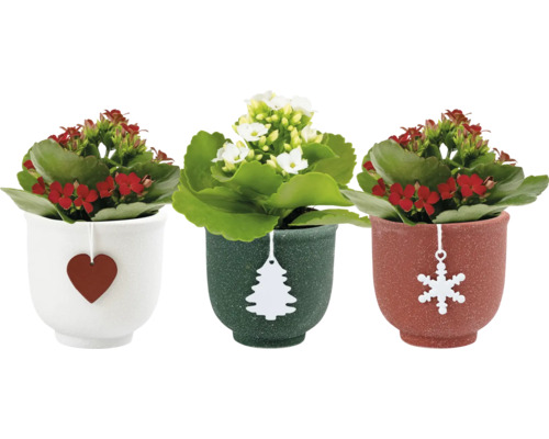 FLORASELF Kalanchoe in pot Holly Mix potmaat Ø 6 cm H 15 cm Drie Kalanchoë planten in potten met kersthangers