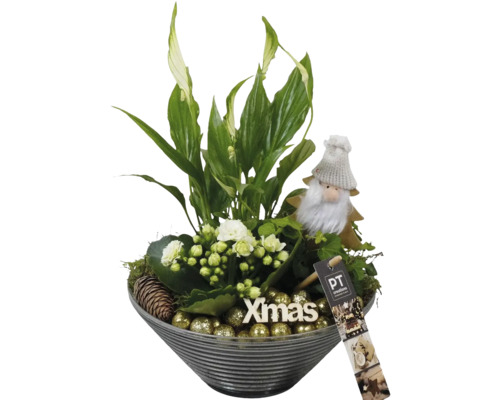 Kerstdecoratie met groene plant, witte bloemen, kerstmanfiguur, dennenappel en gouden ballen in een grijze schaal
