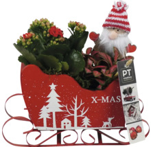 Kerstplantenbak in de vorm van een slee met Kalanchoe, dwerg en PT Creations logo