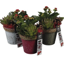 Drie decoratieve potten met vetplanten en kleine rode bloemen.