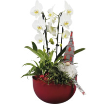 Orchidee met sierplanten en decoratieve figuur in rode sierpot