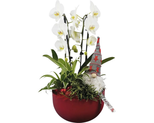 Orchidee met sierplanten en decoratieve figuur in rode sierpot