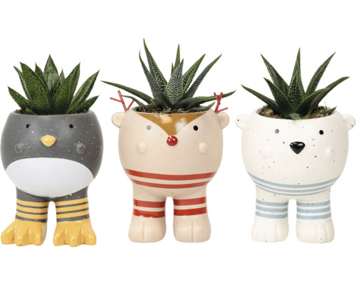Drie decoratieve bloempotten in dierenvorm met vetplanten
